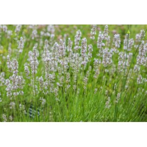 Levanduľa úzkolistá (Lavandula angustifolia) ´EDELWEISS´ , kont. P9